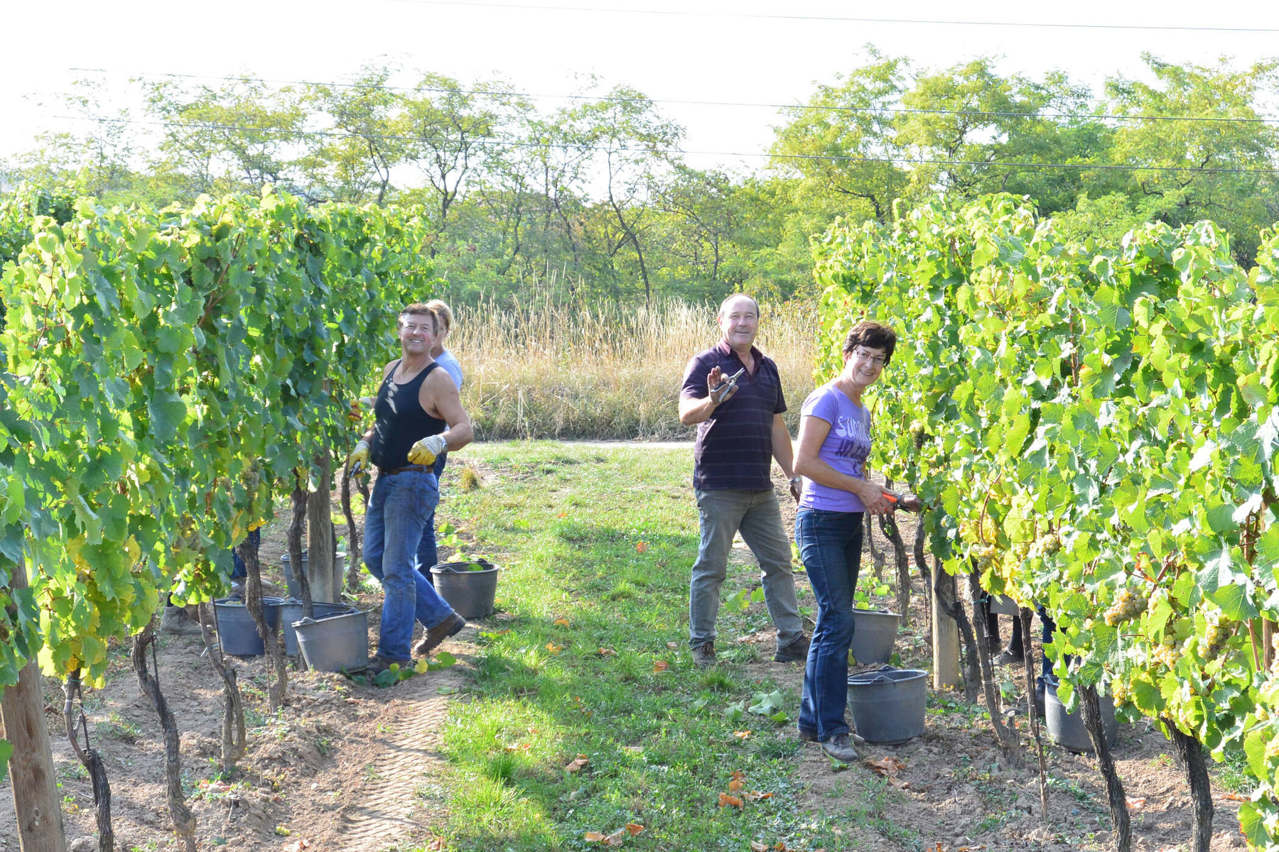 Weinlese am WINZERHOF Alfred & Andrea MUCH