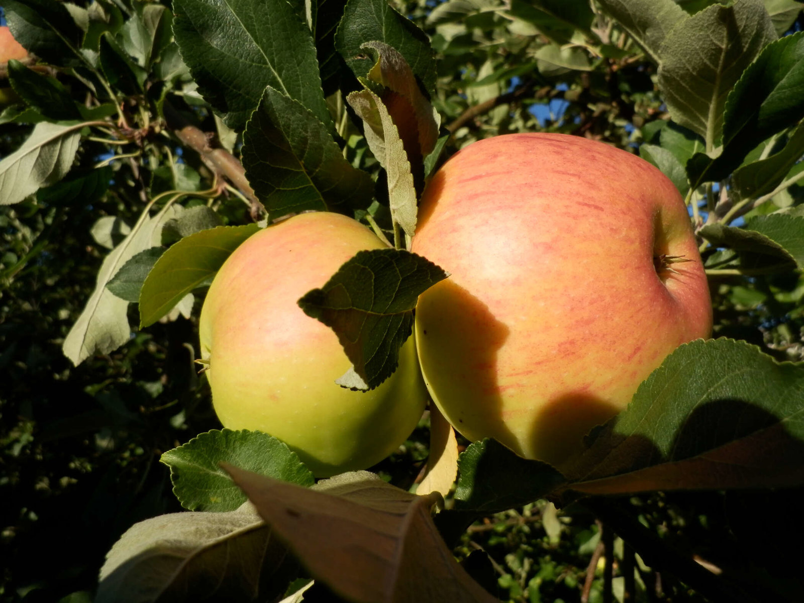Äpfel für Schnaps vom WINZERHOF Alfred & Andrea MUCH