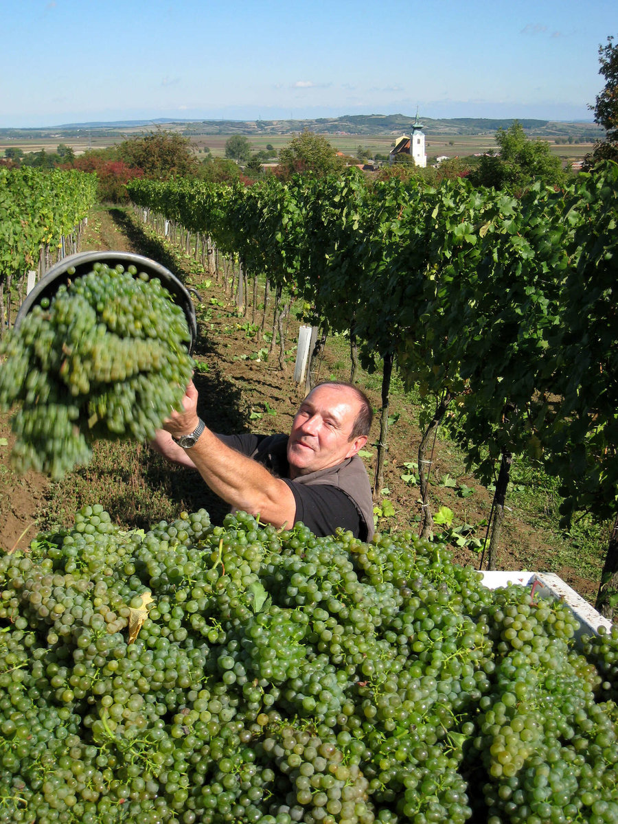 Geschäftsführer bei der Weinlese